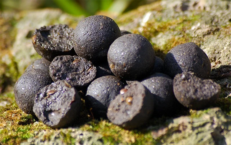 [Paket] Carp Killers Boilies Black Hash 25kg Diffy Size