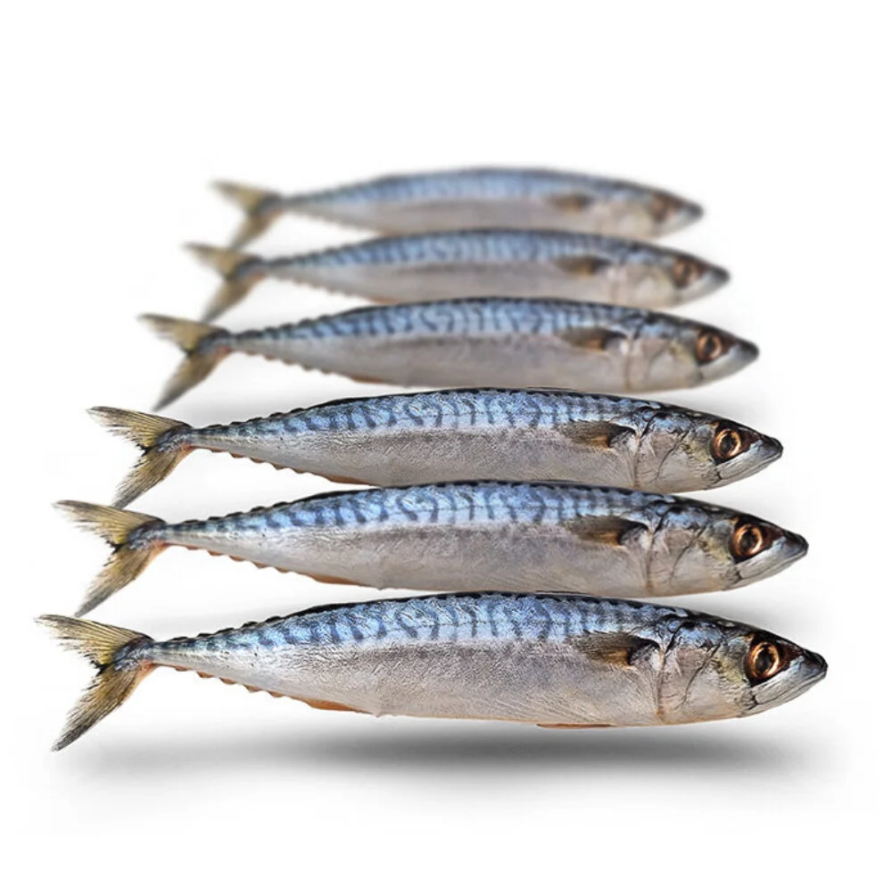 Prebaits Makrele Klein 5 - 7 Stück Vakuumverpackt gefroren